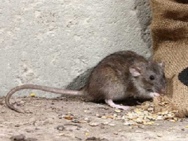 花都专业灭鼠机构餐饮行业厨房发现老鼠怎么办？