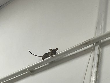 花都杀虫灭鼠机构卧室和书房灭鼠怎样放置灭鼠夹