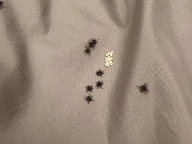 江高除四害站臭虫的危害防治措施